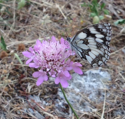 Richiesta identificazione - Melanargia sp.